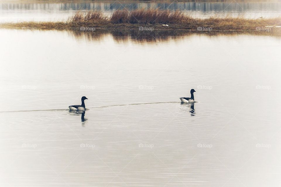 Great Meadow Marsh