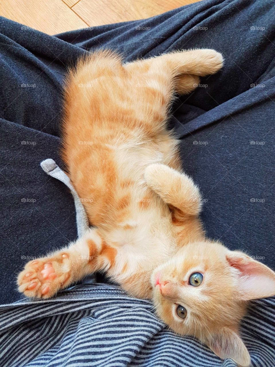 A cute, ginger, blue-eyed kitten 😻

This is Clive 😁 This was him at about 8 weeks old and extremely playful!