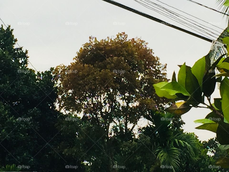 Colour clashes of trees🌿☘️🍀🌲🌲🎄🍁🍂🍃