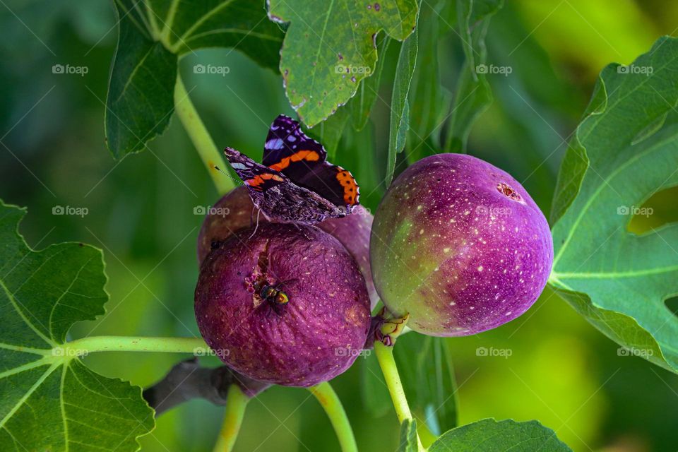 Butterfly at the fig fruit