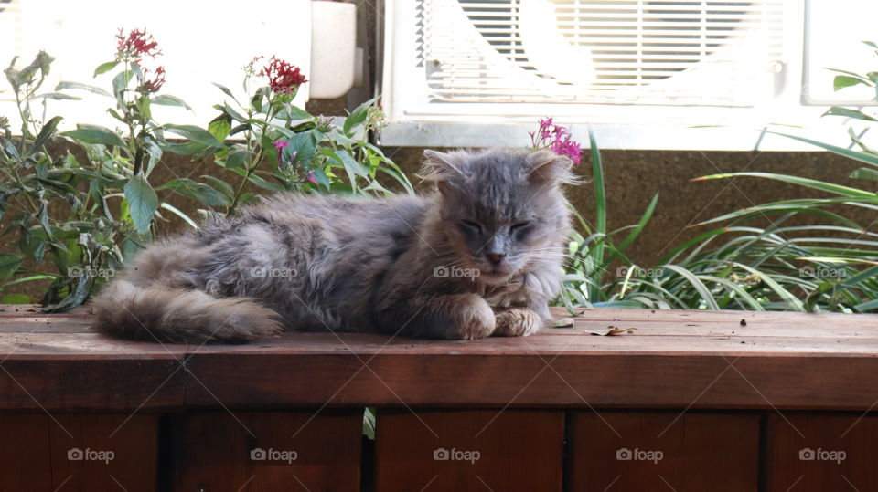 A grey cat lying down 