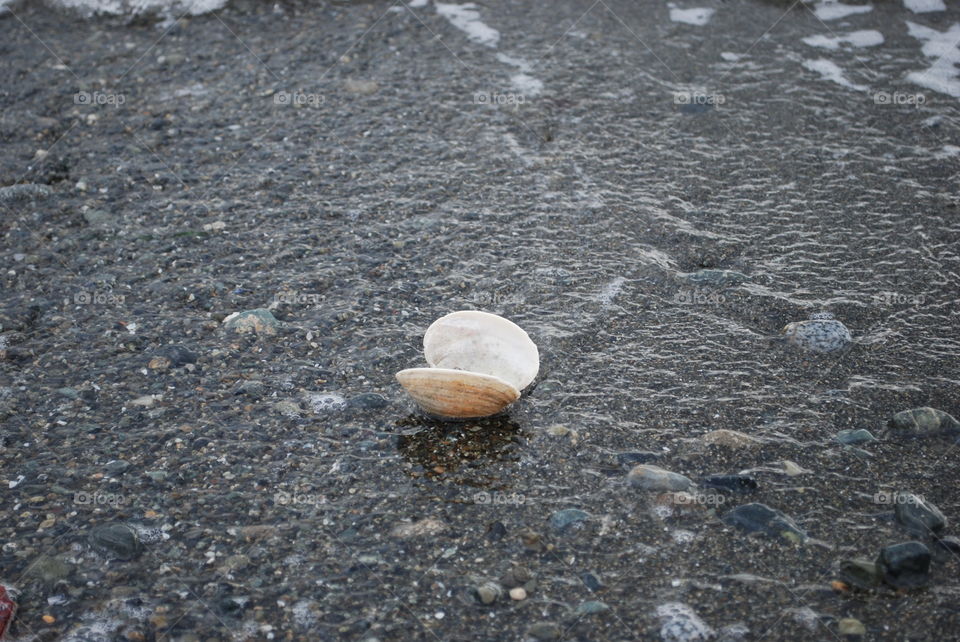 Clam shell on sand at beach