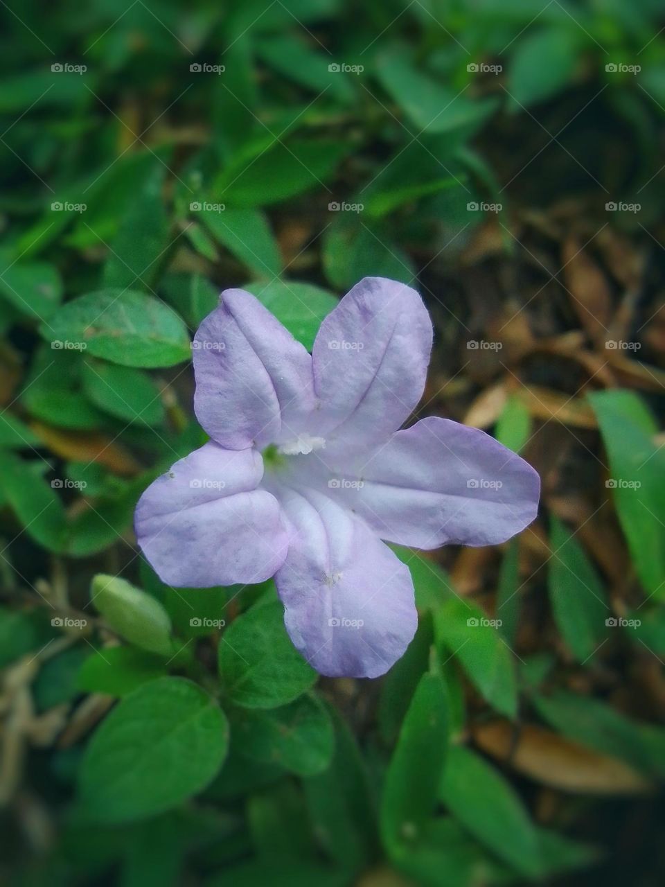 Sri lanka beautiful flower