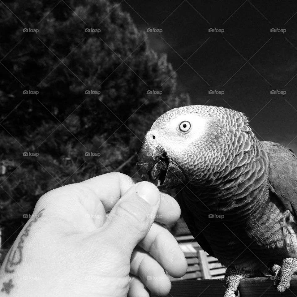 Parrot. Hand
