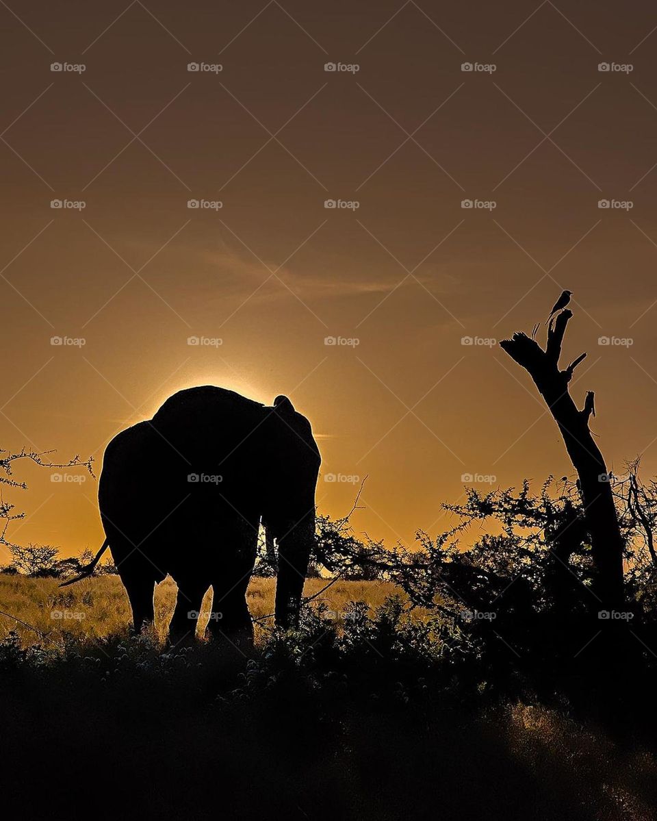 Sunset with elephant.