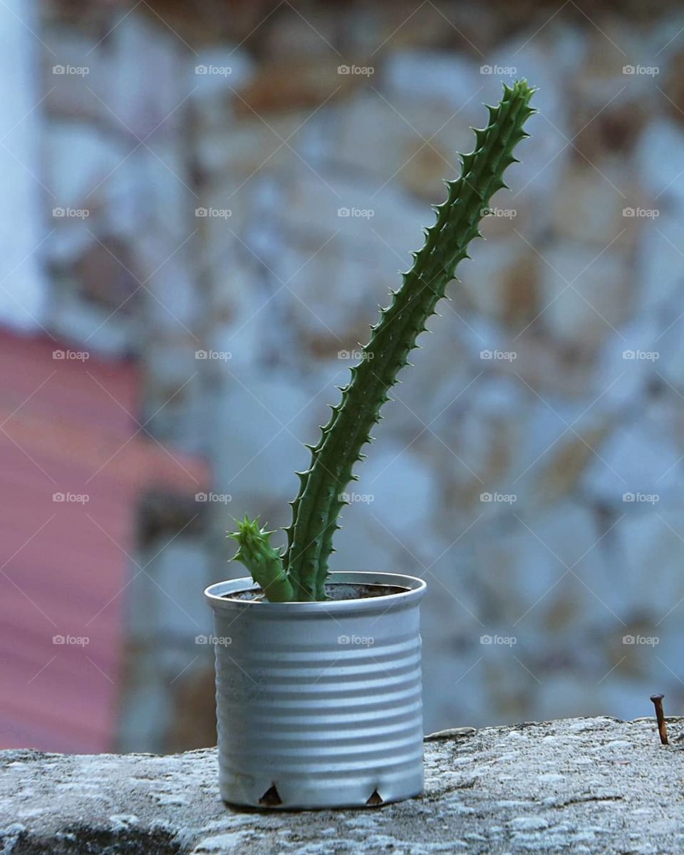 cactus