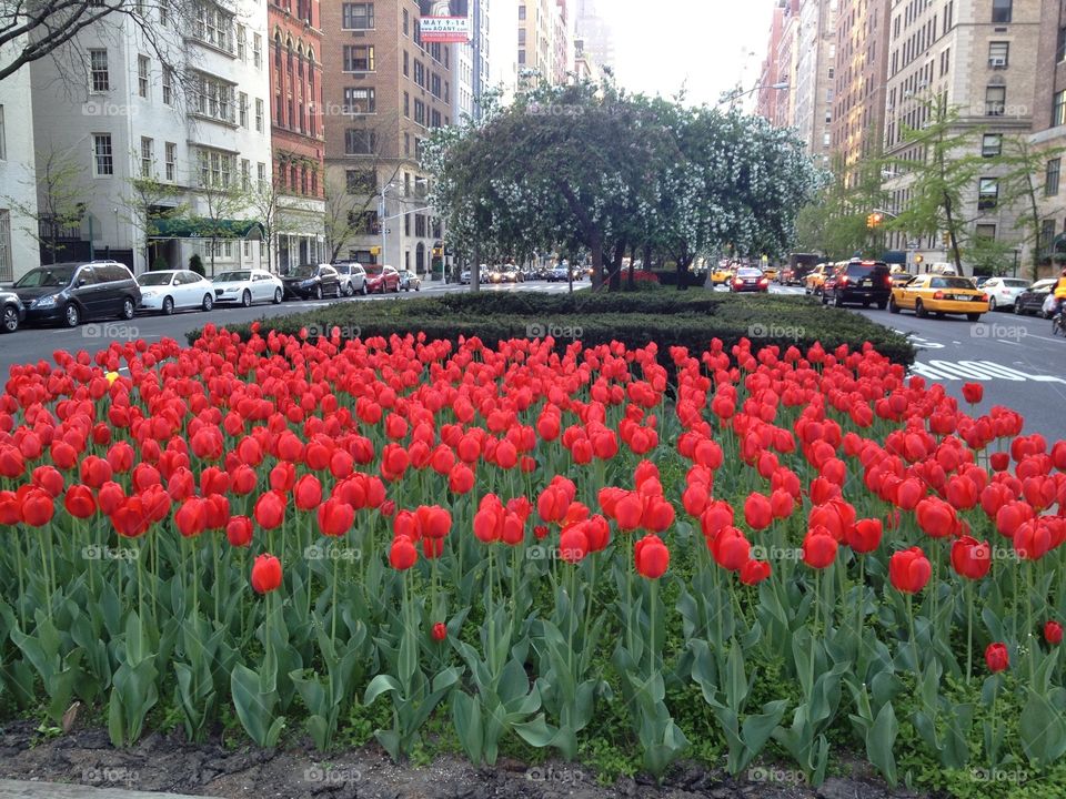 New York City tulips