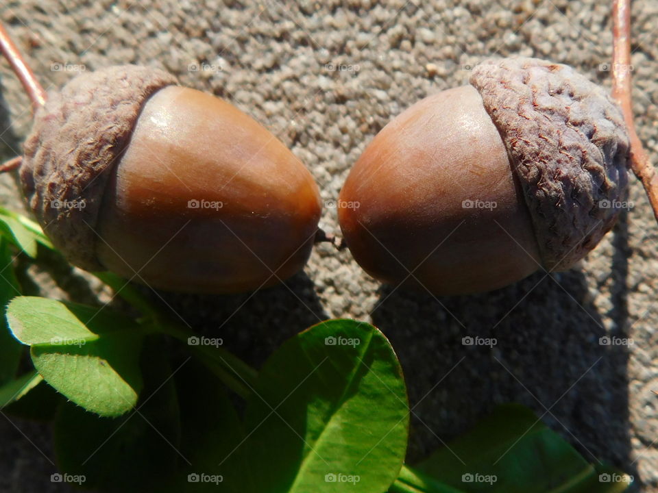 Acorns as twins