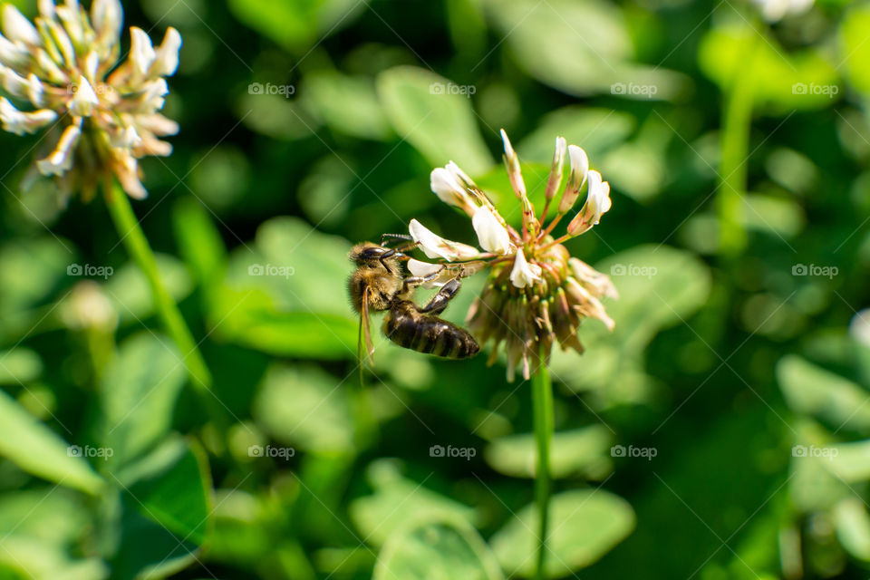 Bee on the flower macro shot
