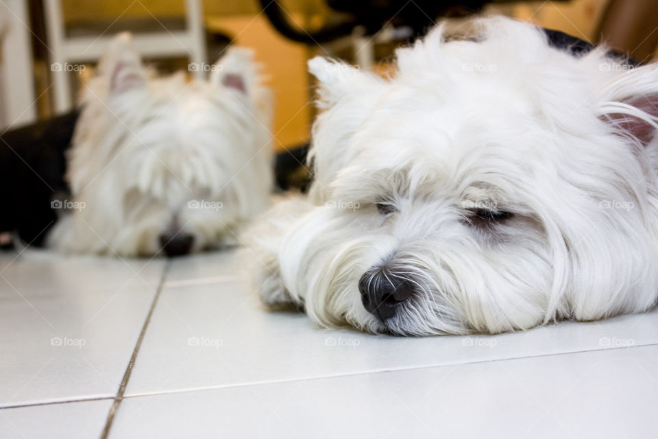Hairy dogs lying on tiled floor