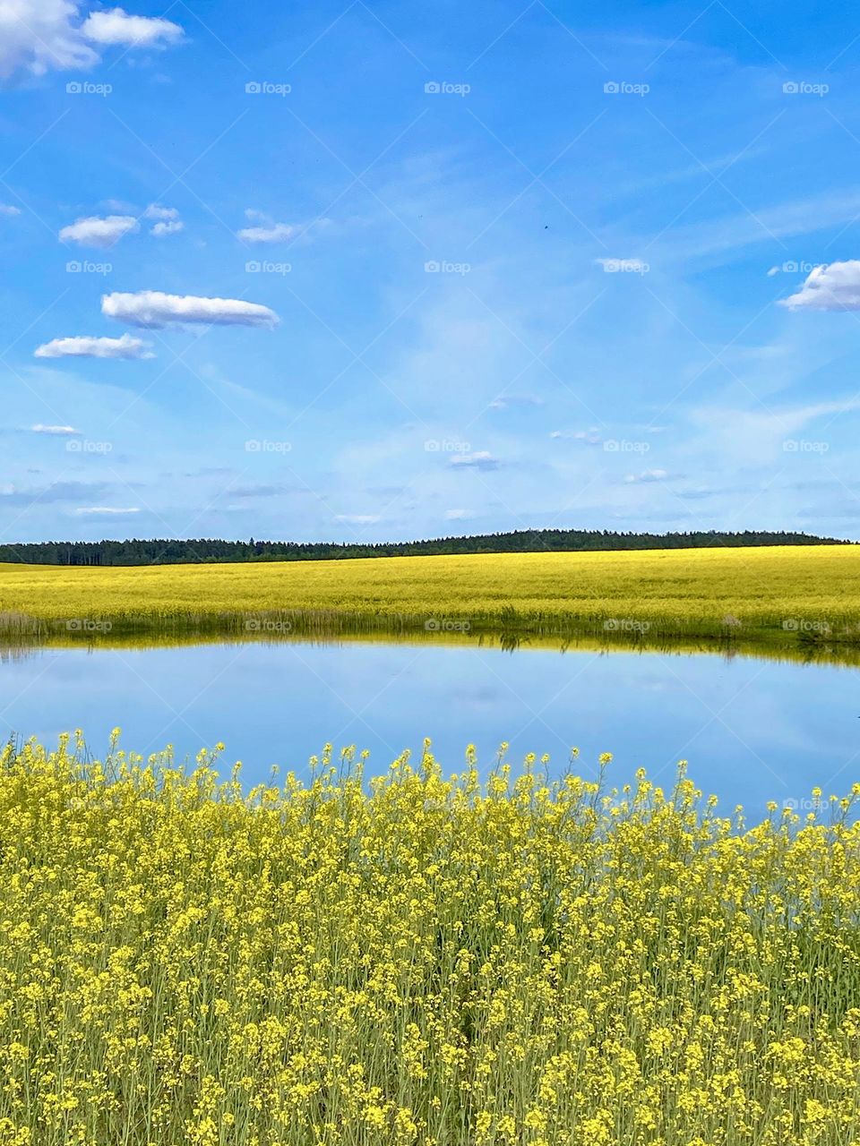 Blue lake in a yellow field