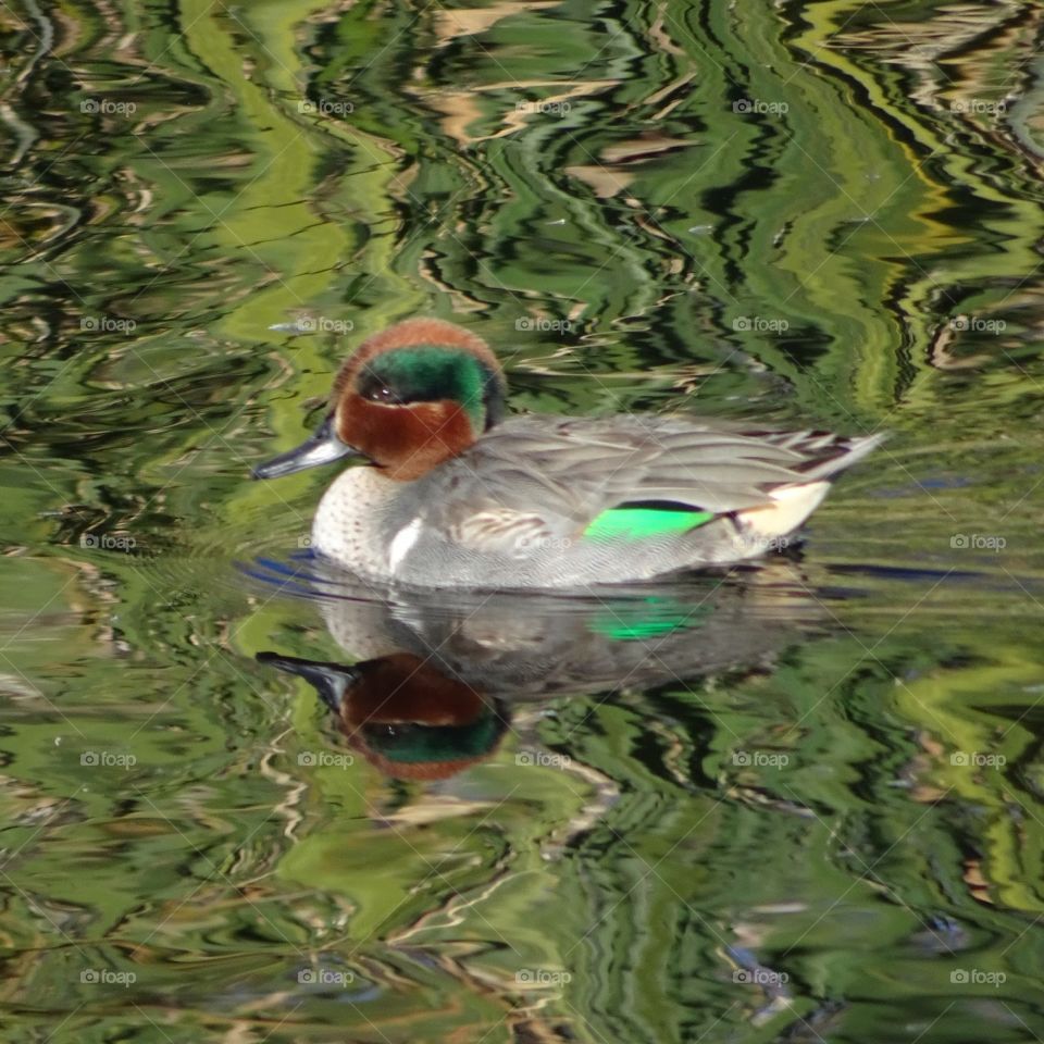 Wood Duck in water