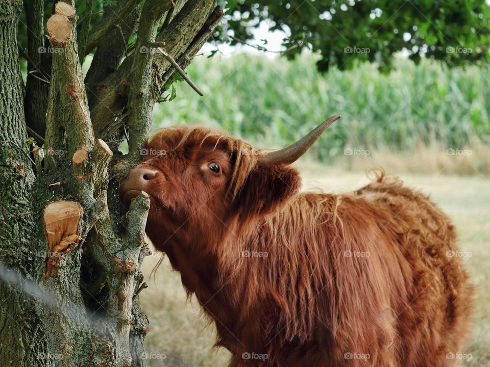 Highland cattle