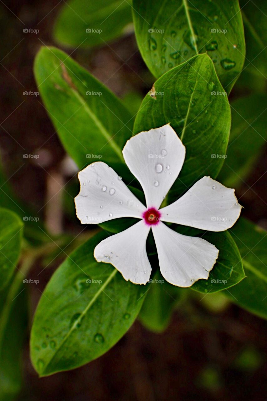 White Flower