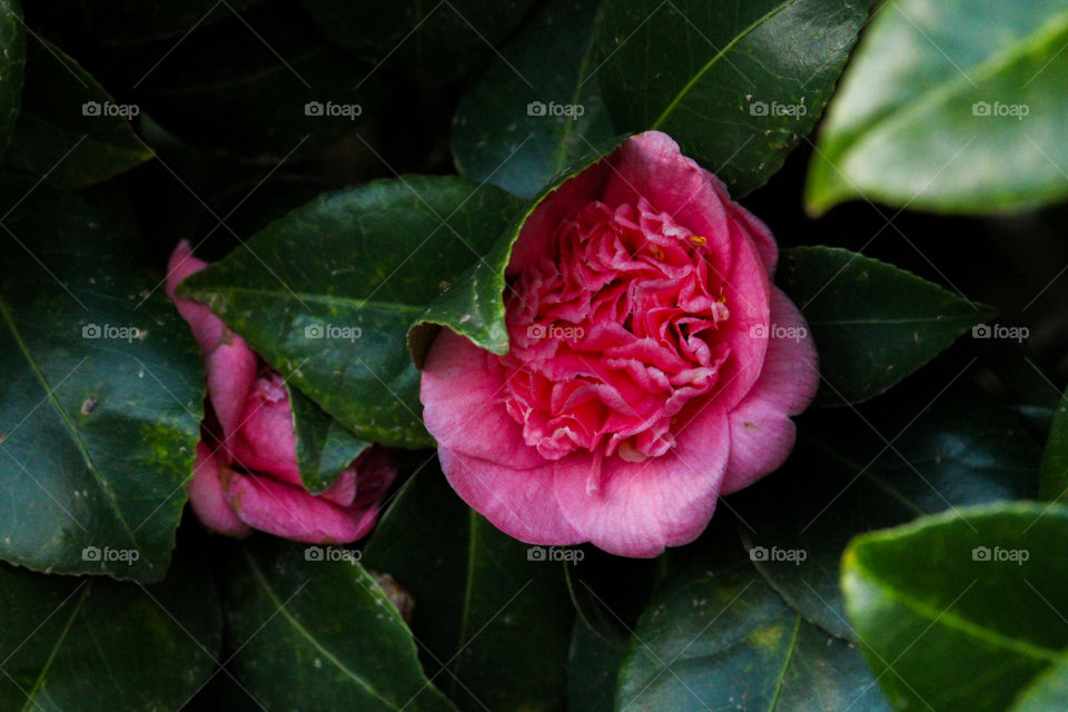 Japanese camellia rose close up between the leaves