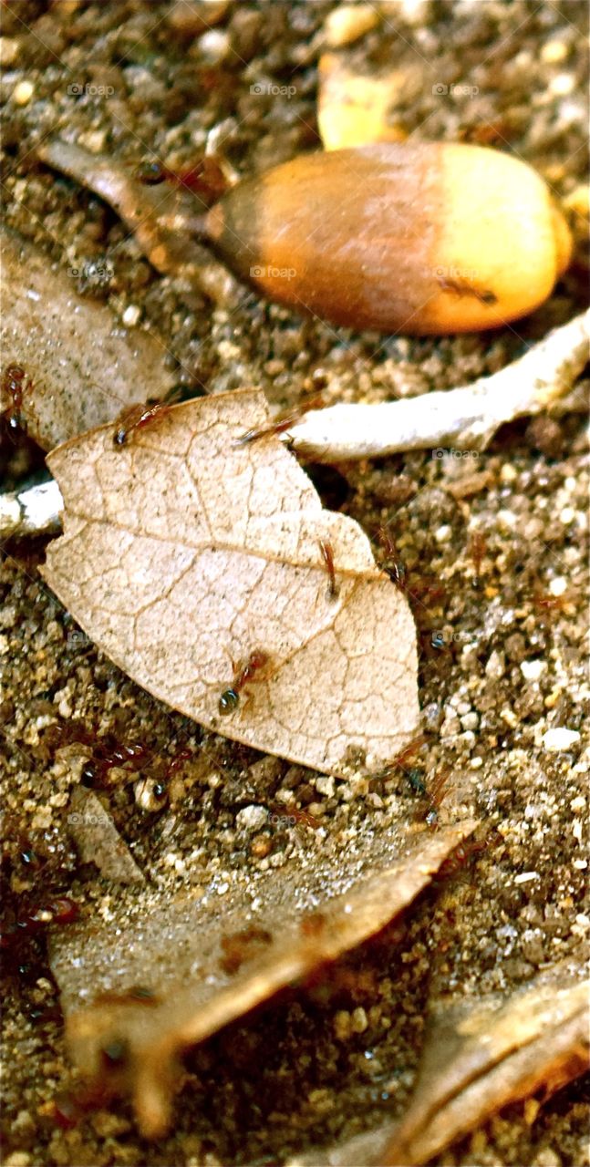 Brown brown and more brown