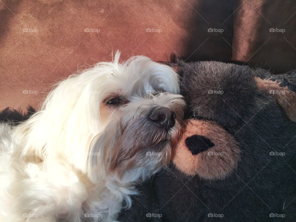 Henry with his beloved Teddy Bear