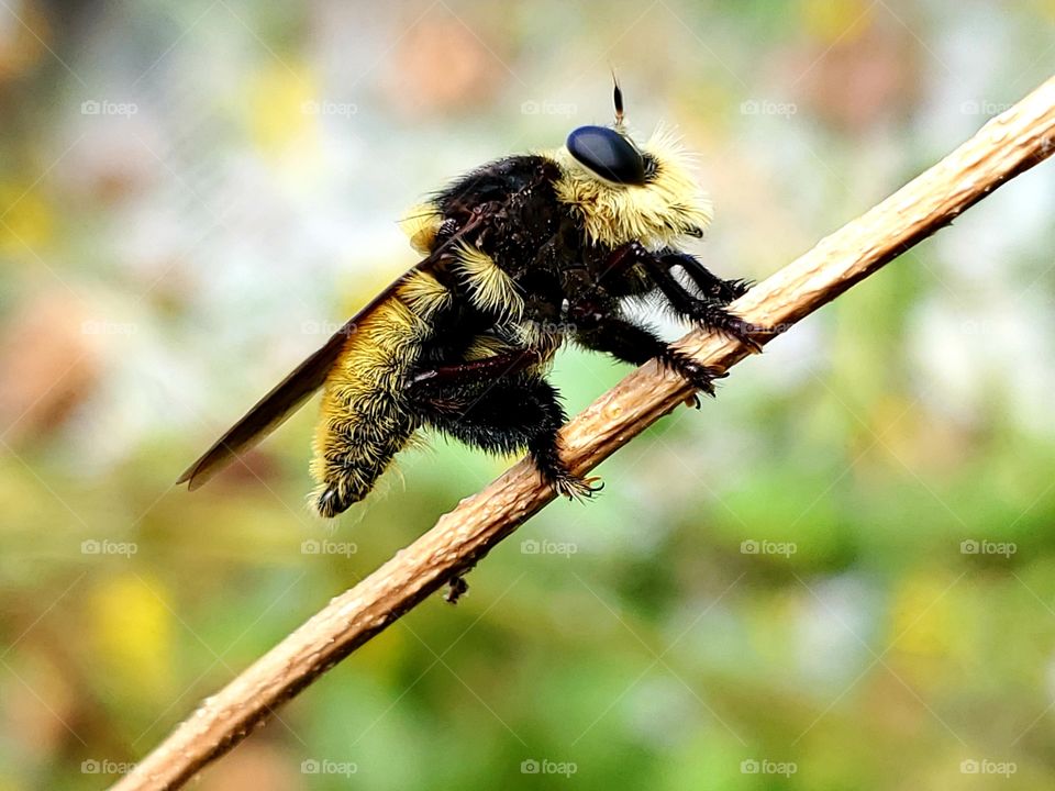 Robber fly. Mallophora fautrix. Bee killer