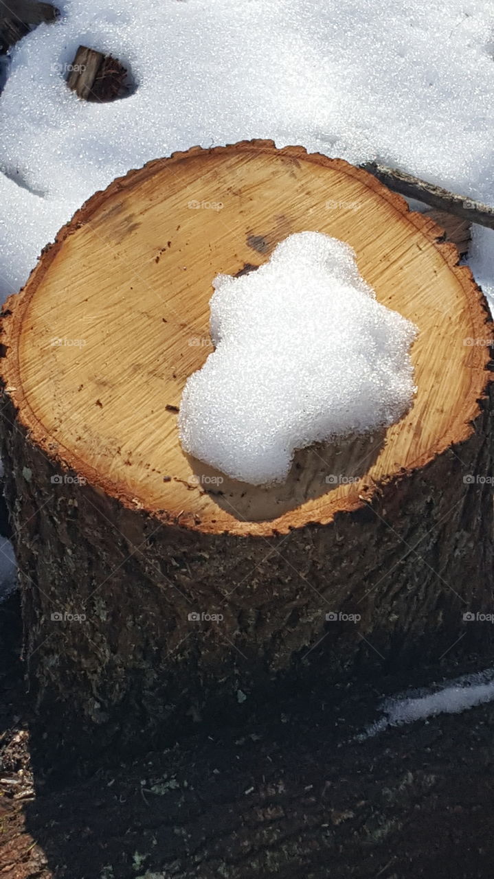 Snow one a log