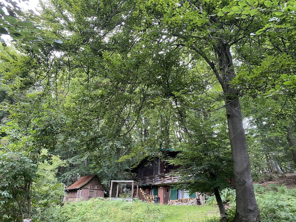Forest hut