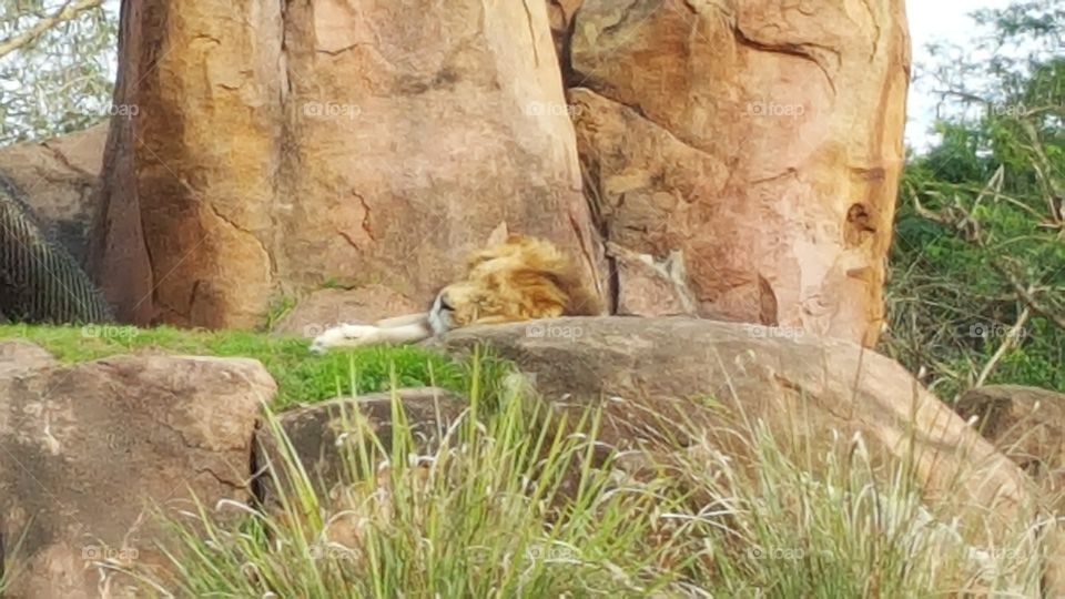 A lion sleeps soundly high atop the rocks at Animal Kingdom at the Walt Disney World Resort in Orlando, Florida.