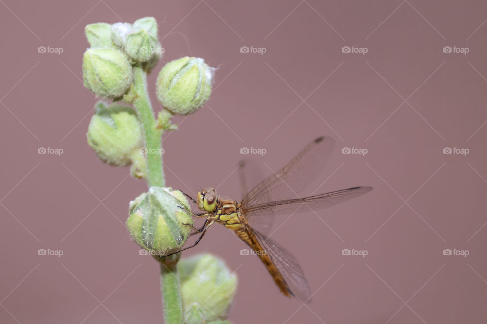 A dragonfly resting on a red mallow flower.  Exotic insect portrait