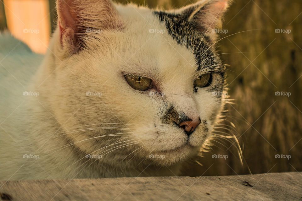 cat angrily staring into the distance