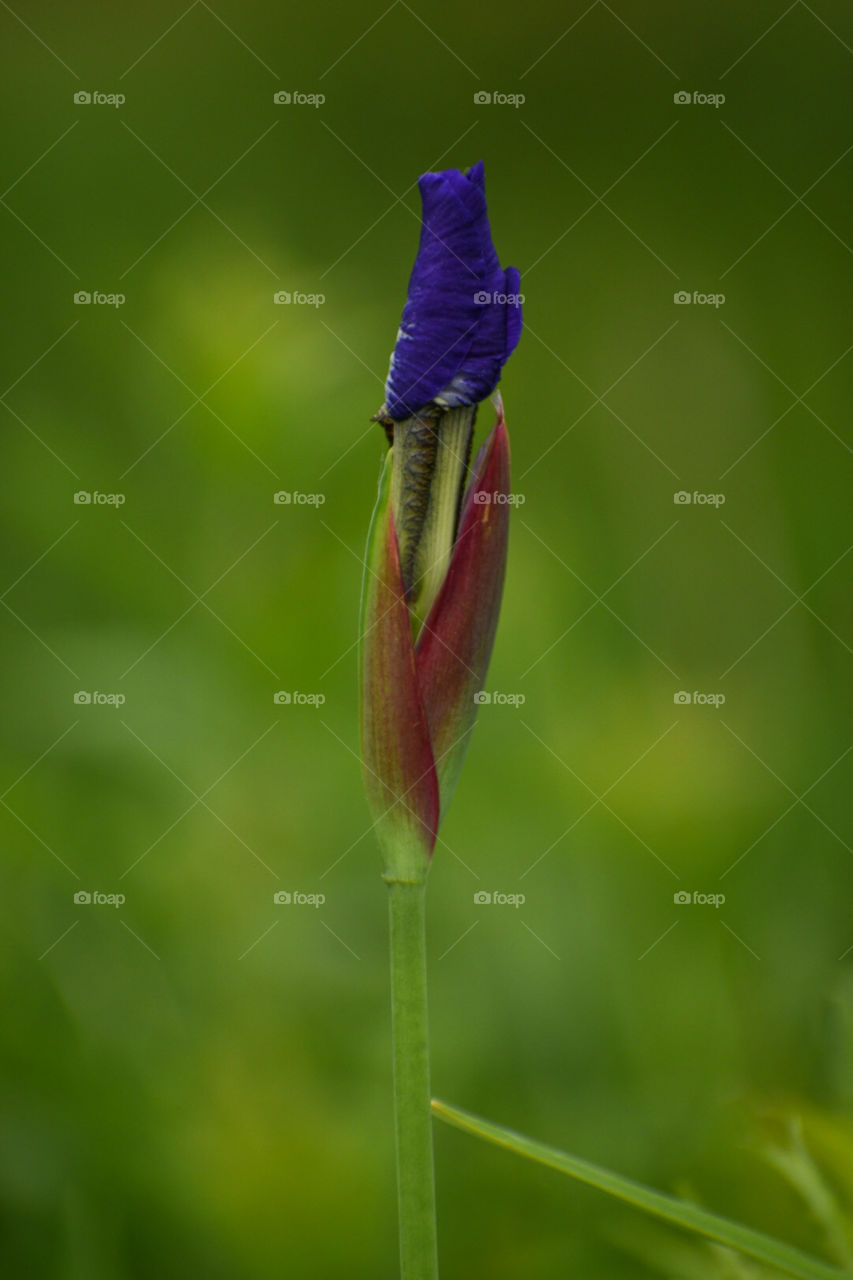 When I heard about this mission, this photo was the first thing that came in my mind. I felt like I was taking a portrait of a person when taking this photo! The plant modeled for me! I love this shot!