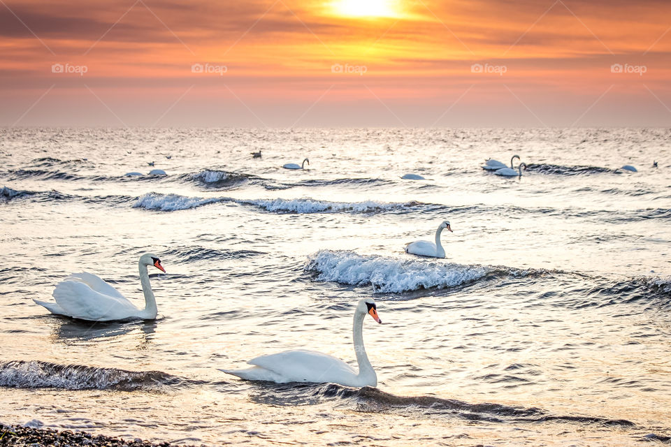 Water, Sea, Bird, Ocean, Nature