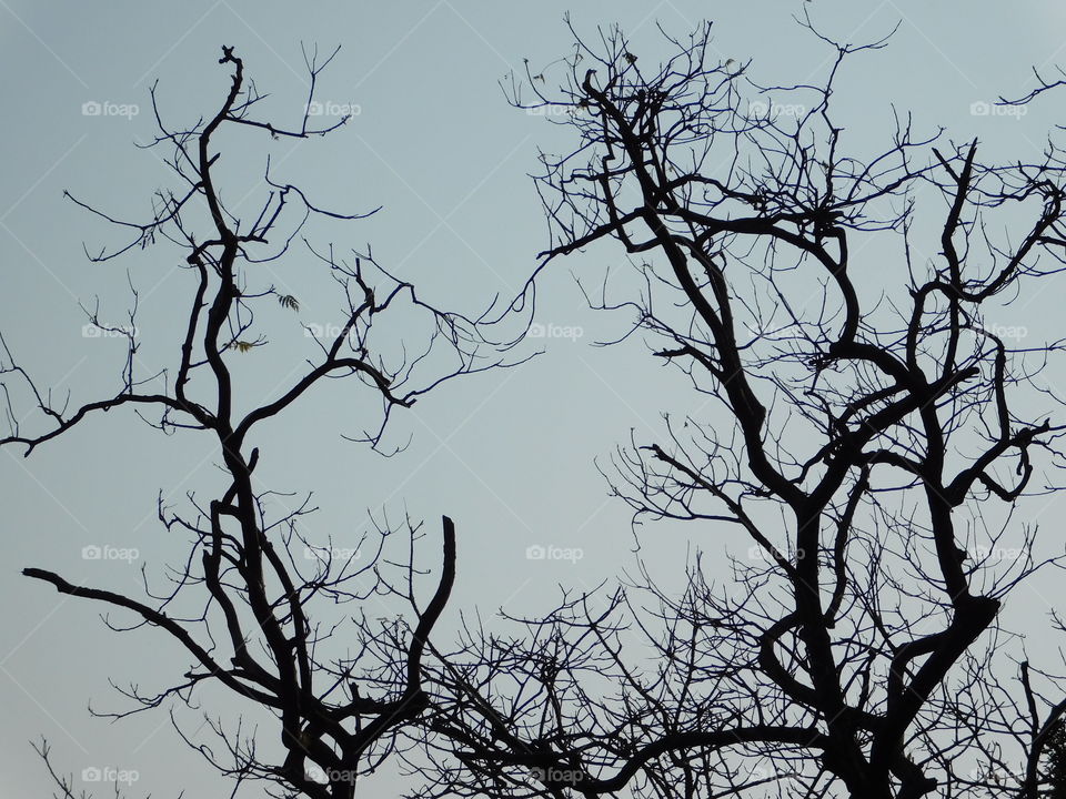 Tree, No Person, Branch, Silhouette, Wood