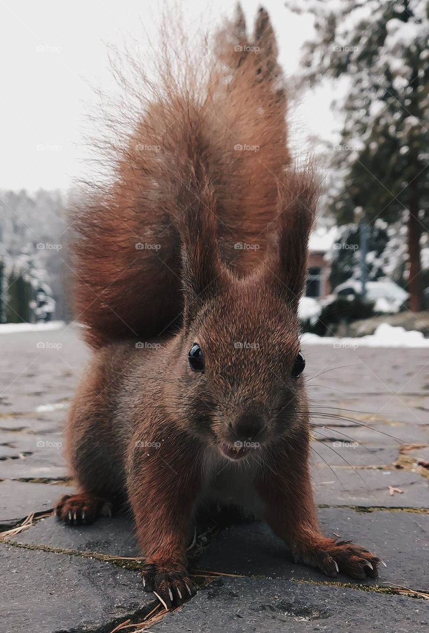 Squirrel