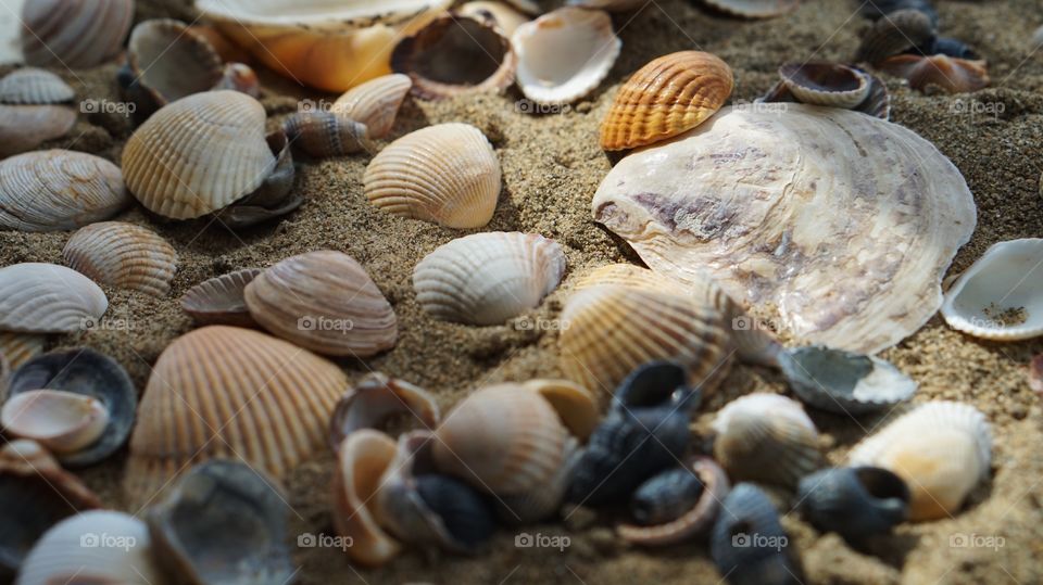 Sea shells 