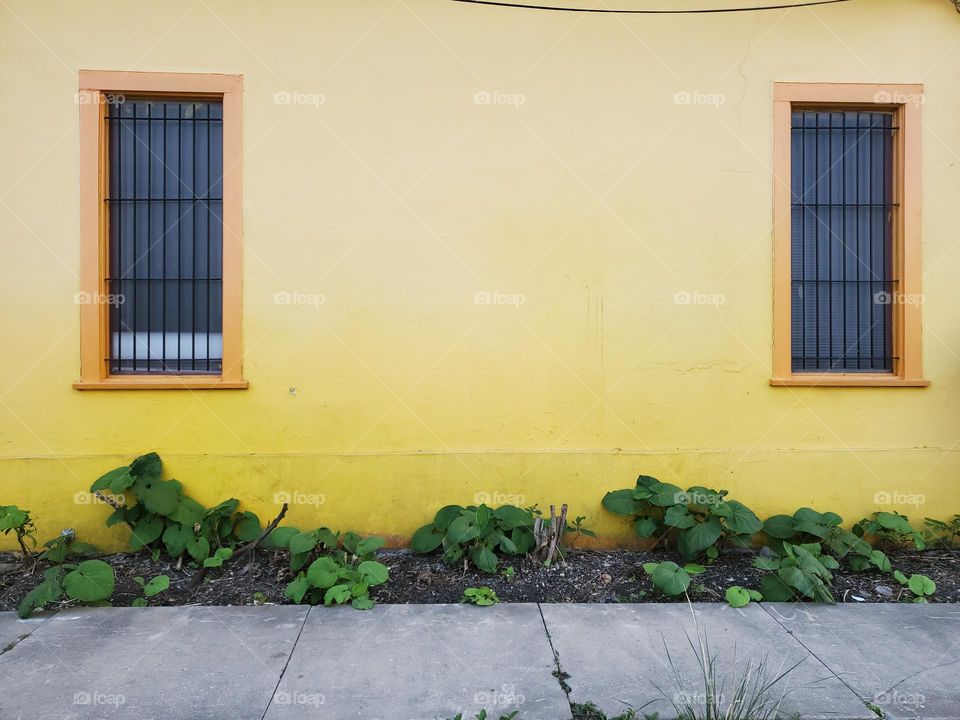 Urban - plants in front of an old bright yellow building.