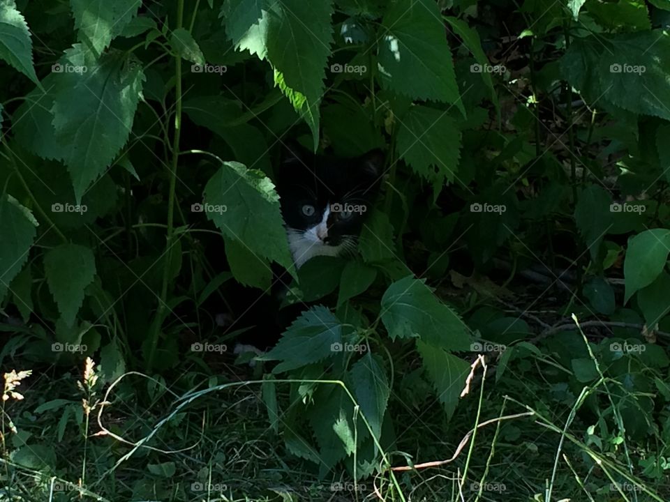 Black kitten 