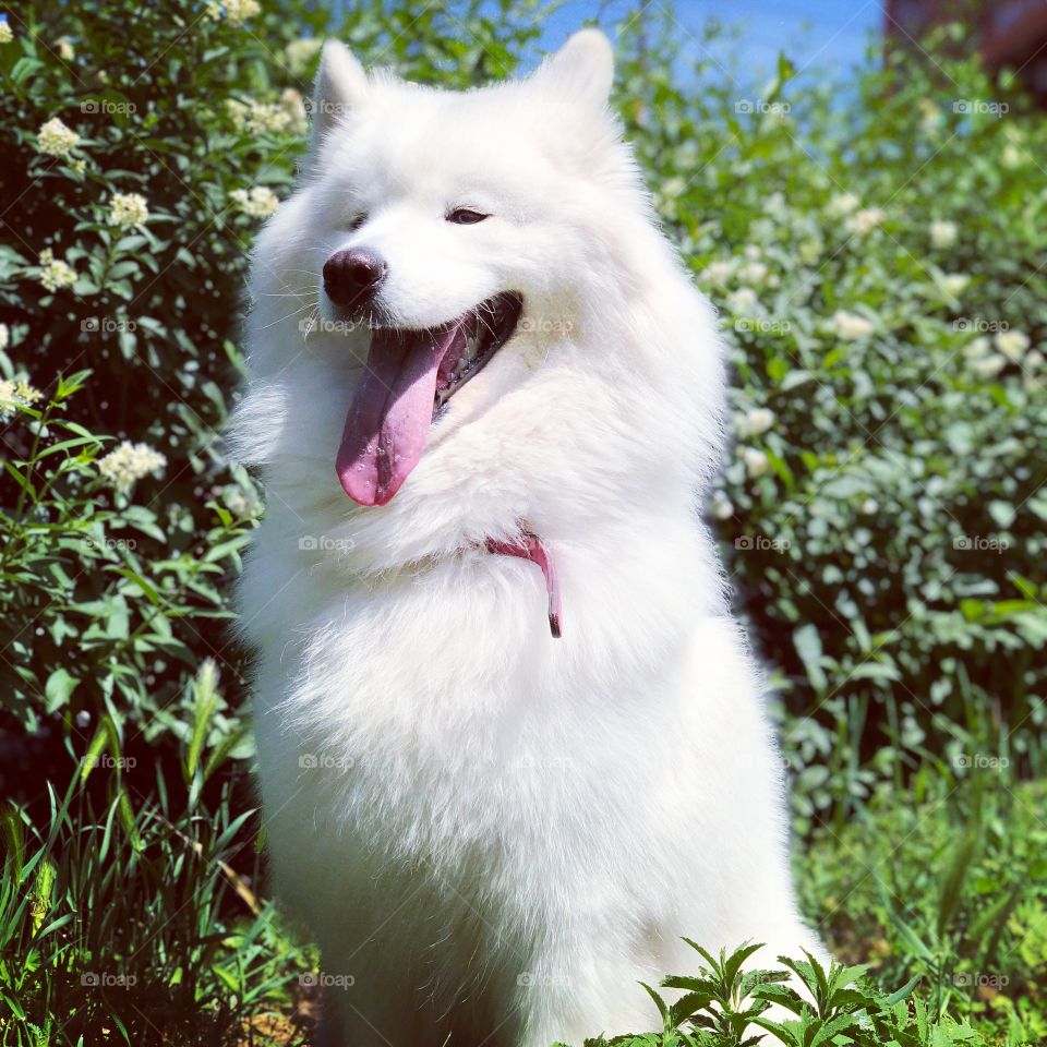 The most beautiful dog breed - samoyed dog. Always smiling, always shines and always glade to see you. 