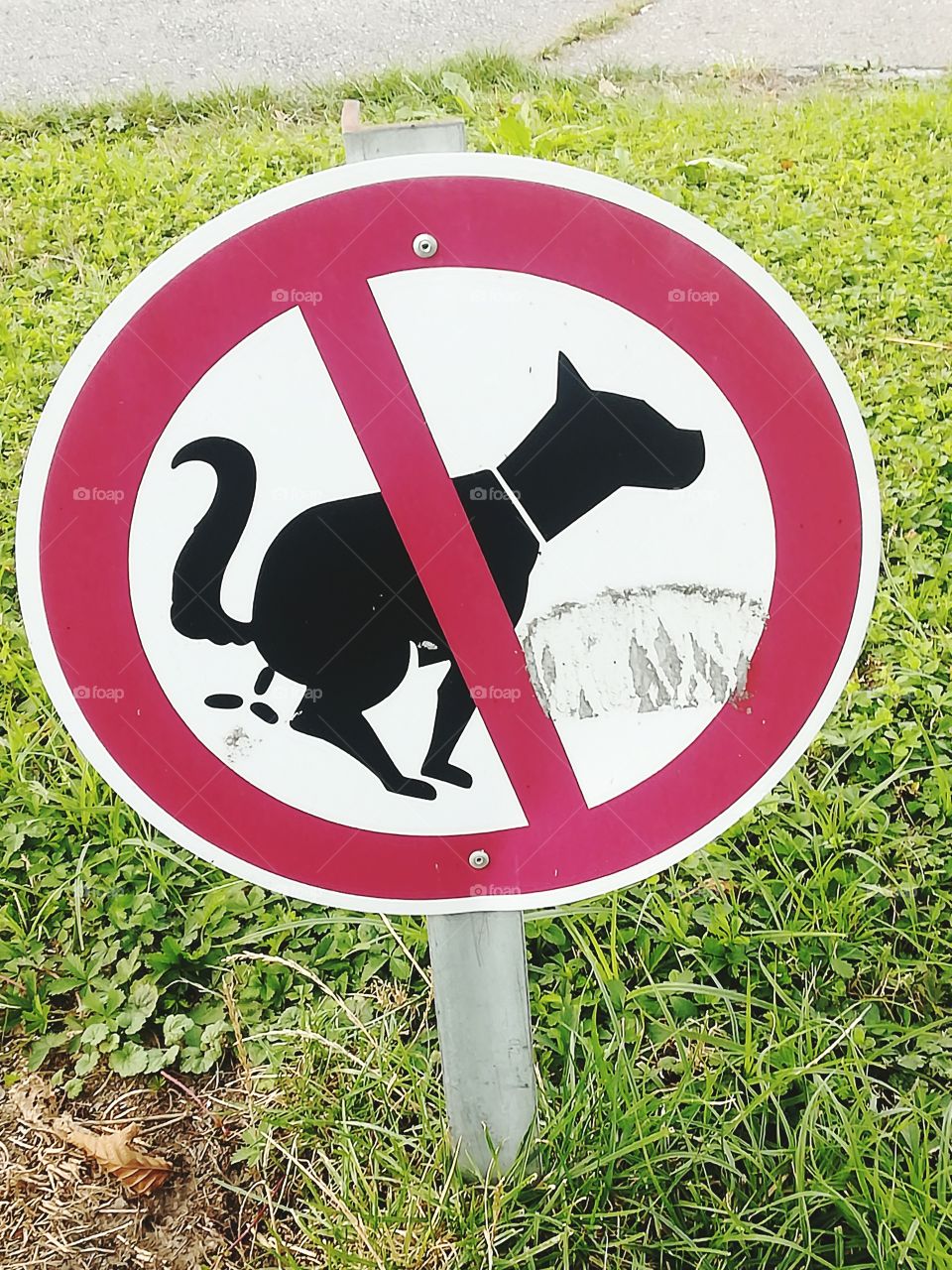 No pup