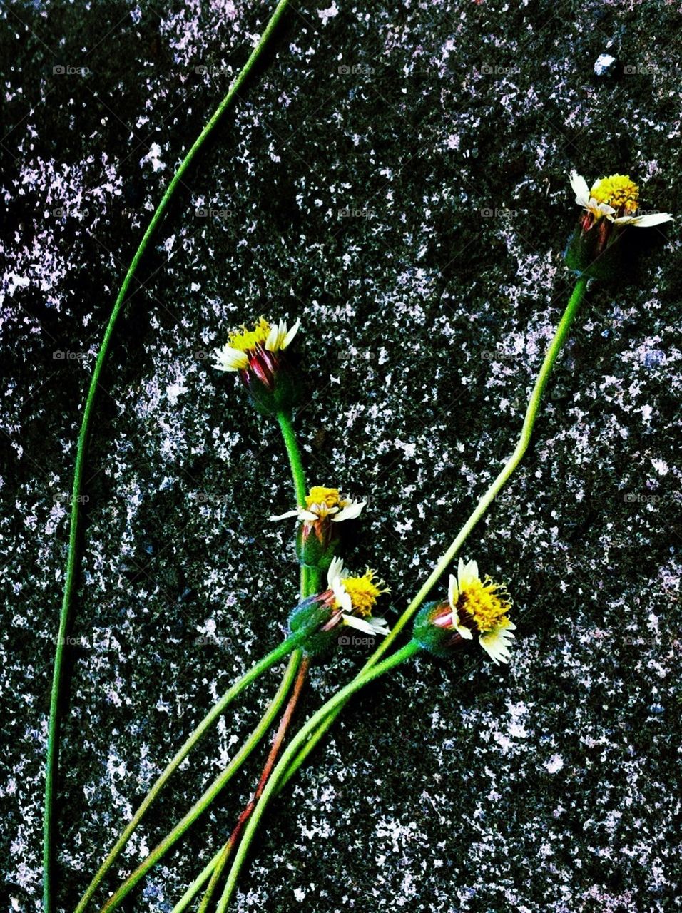 High angle view of flowers