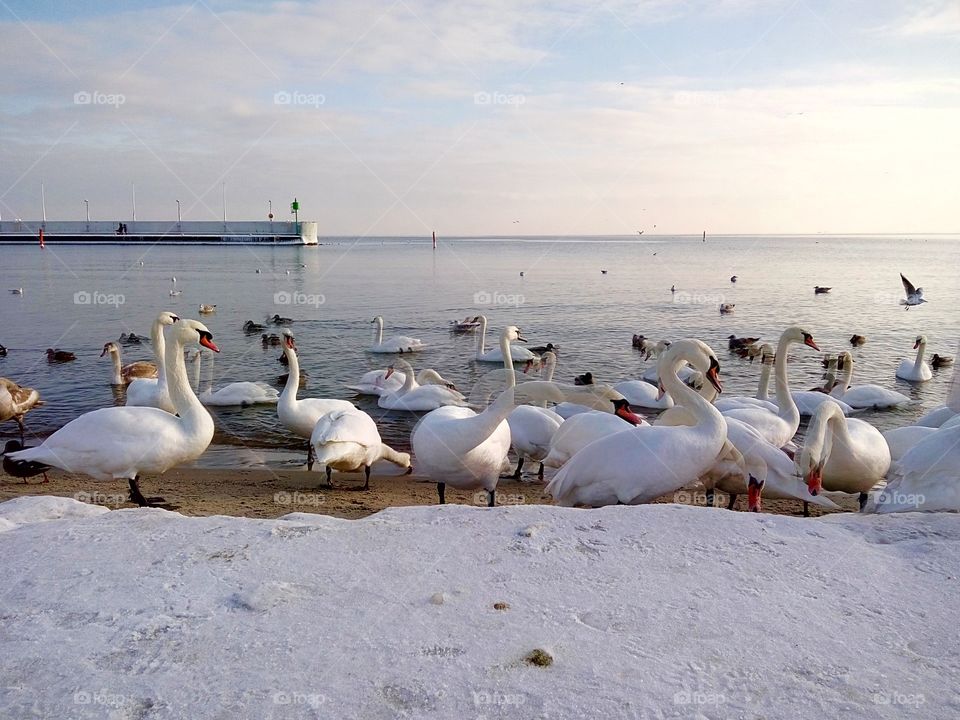 Swan, Bird, Water, Winter, Lake