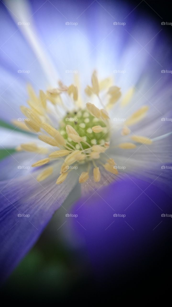 Macro shot of scilla