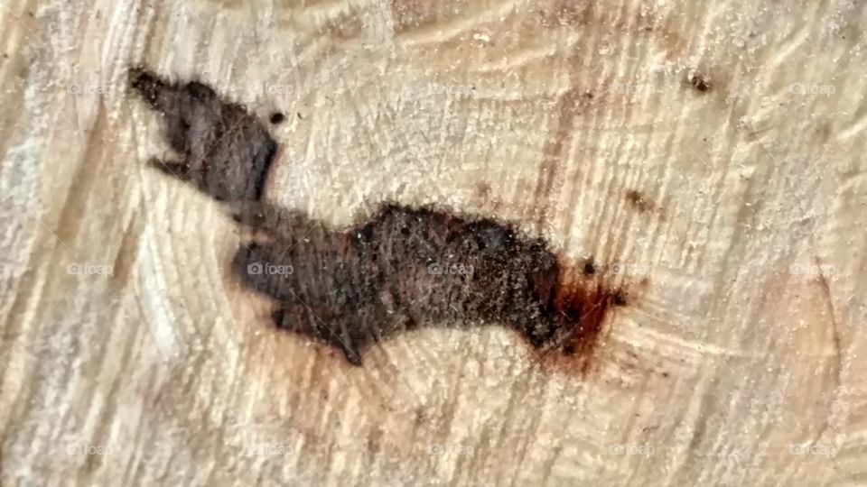 Insect, Wood, Closeup, Nature, Desktop