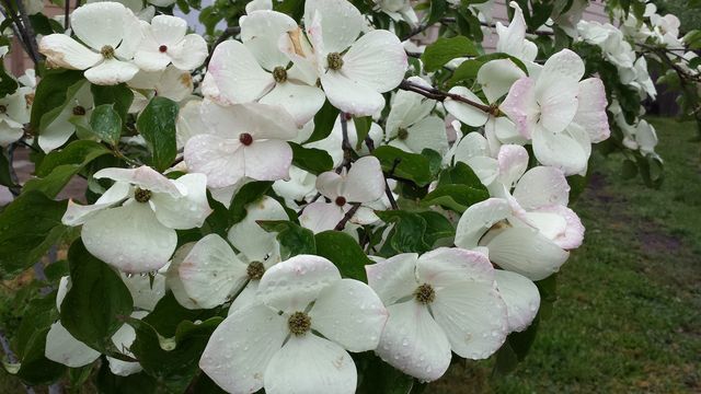 Magnolias ona rainy day. my neighbors tree