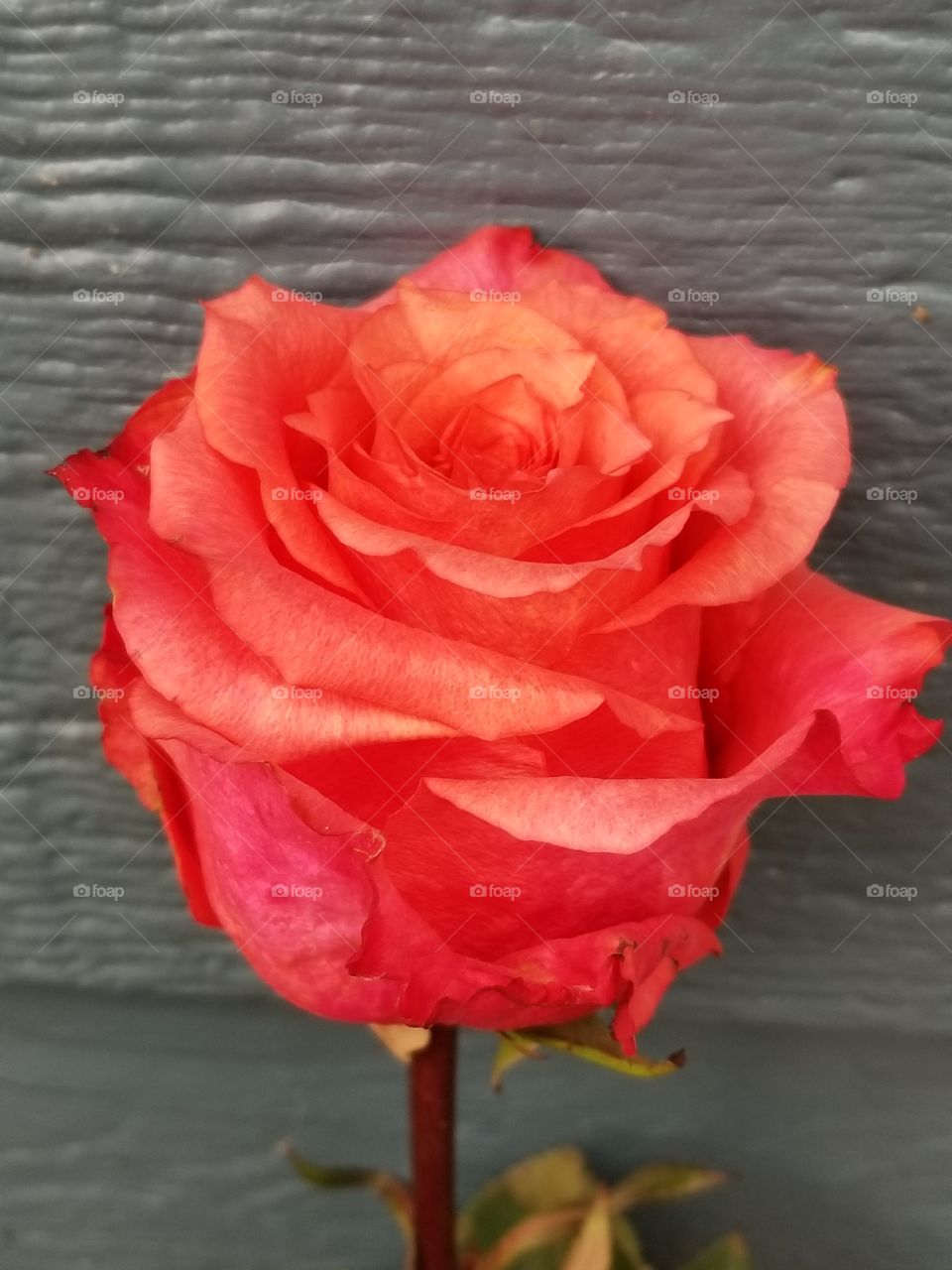 No Person, Flower, Rose, Petal, Nature