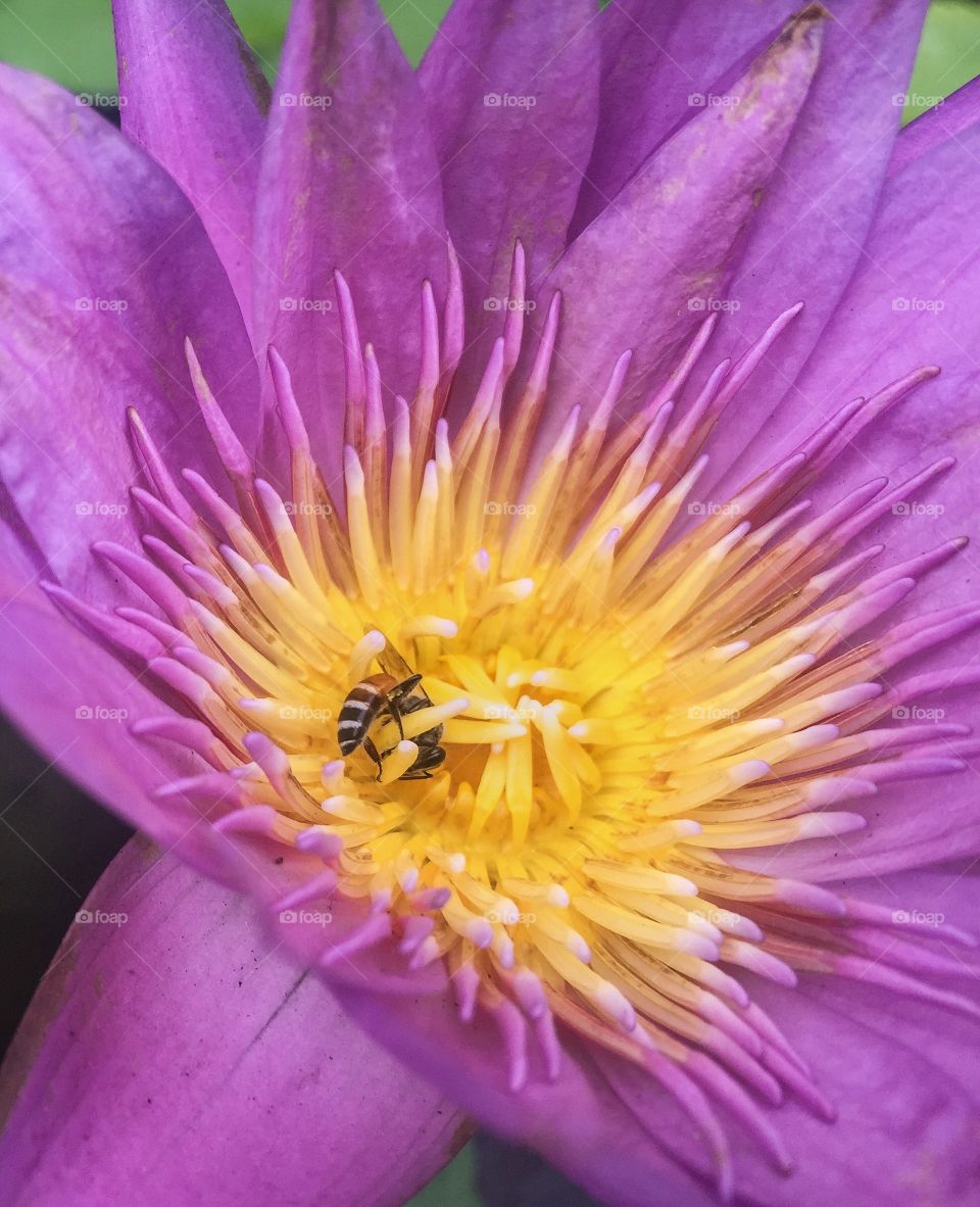 Bee at the center of lotus
