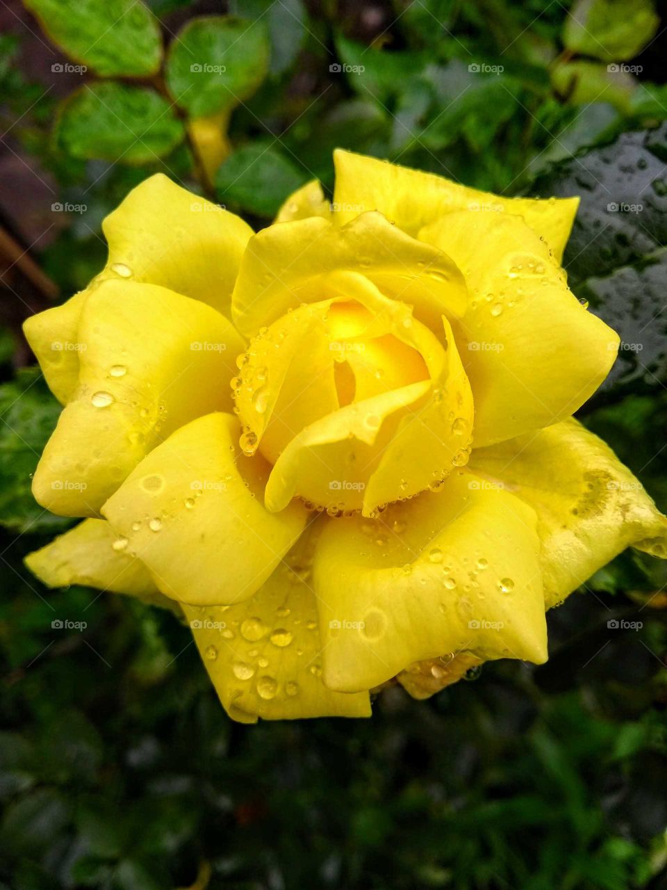 Rosa amarela orvalhada pela chuva!