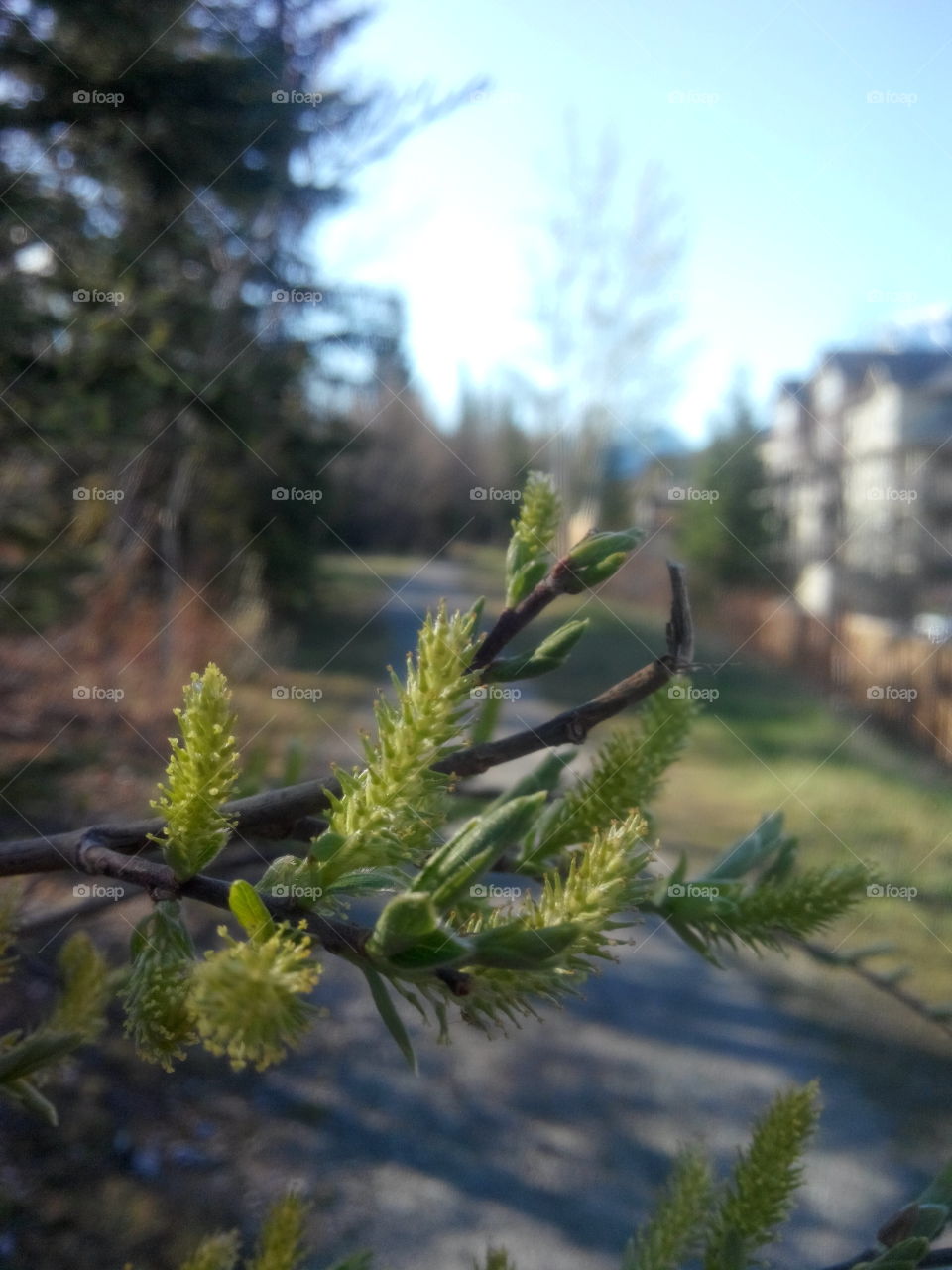 spring growth. new buds 