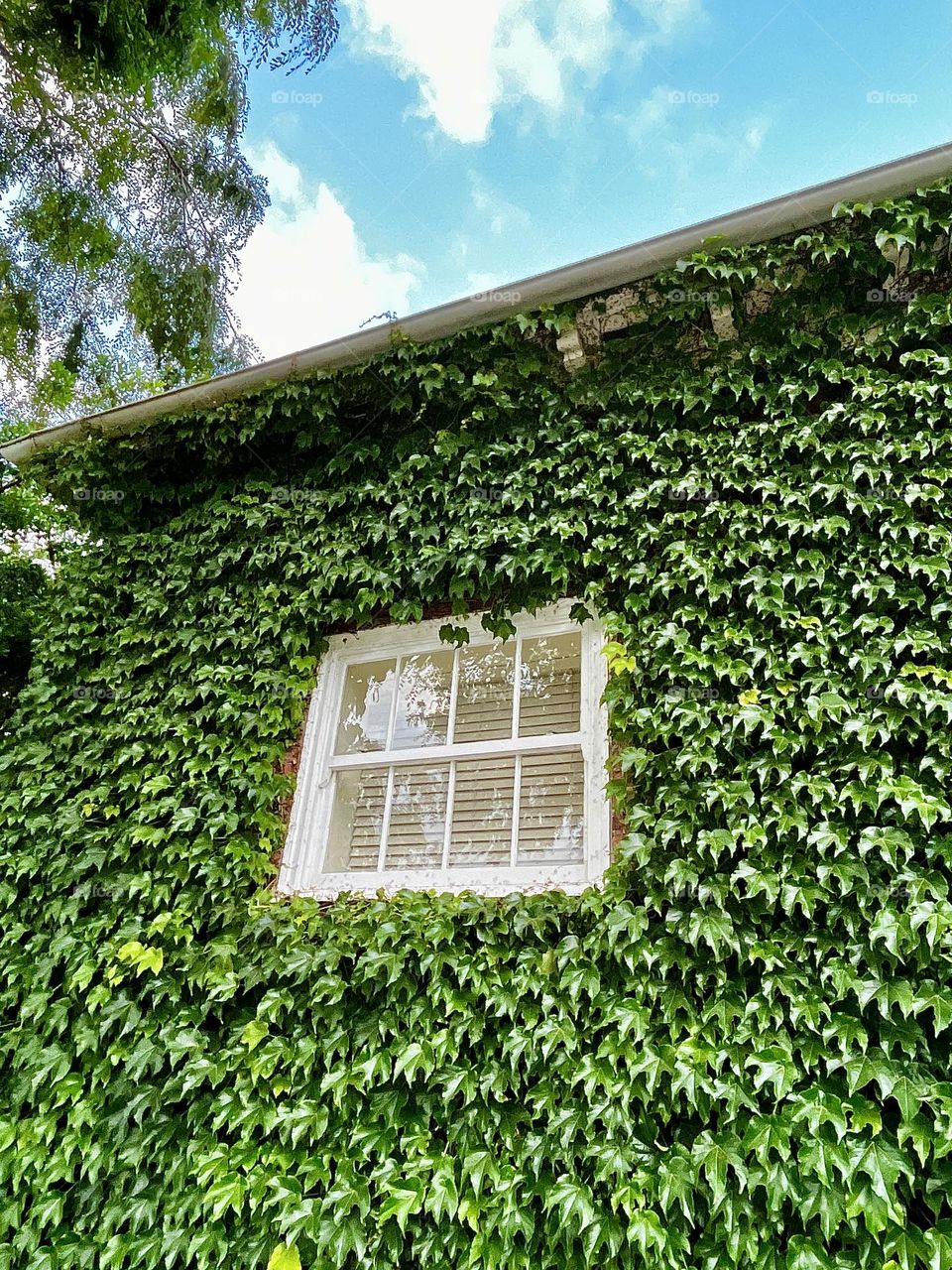 Green Ivy Urban Plant Around Window 