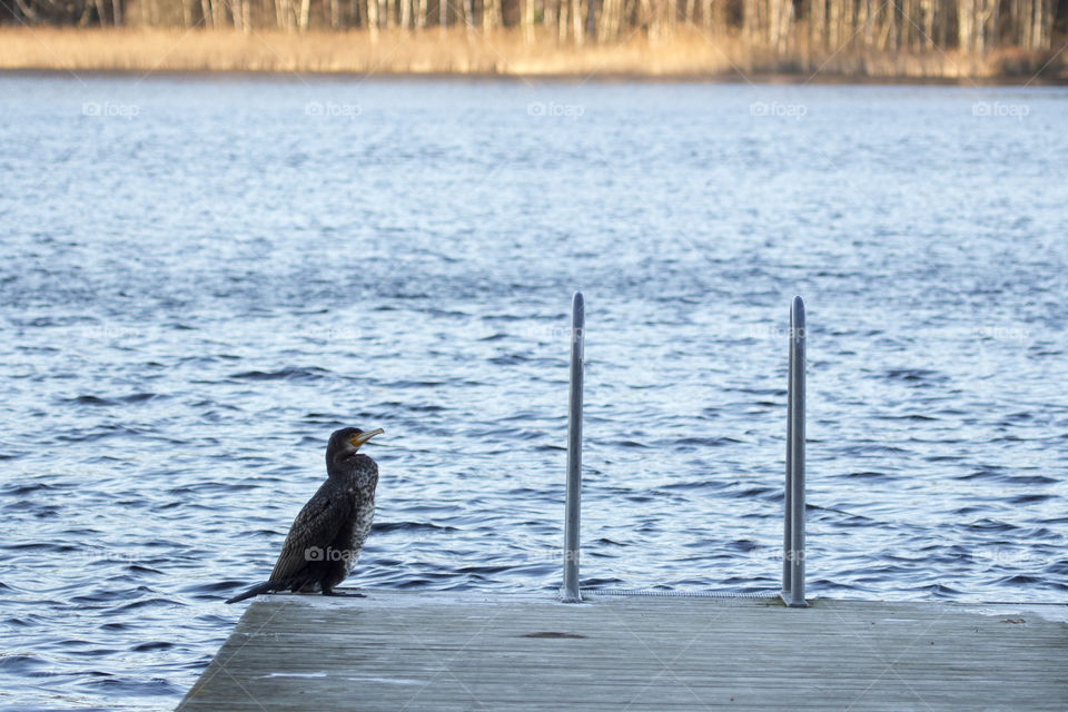 Local wildlife - Bird Cormorant Sweden