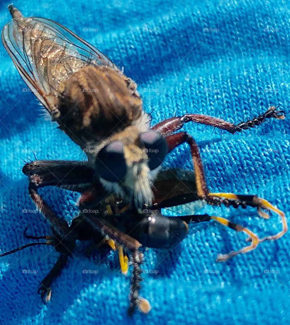 Unusual, Bug Kills Wasp, Lands on Shirt