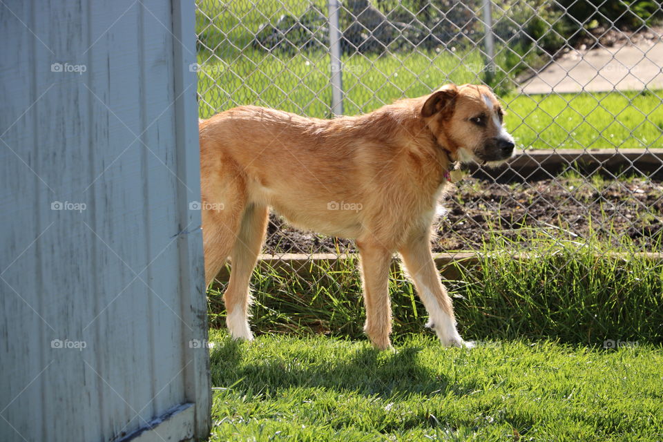 Sophie is so camera shy.