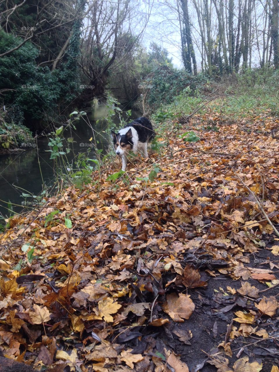 Running through the leaves so she can go in the stream, naughty ;)
